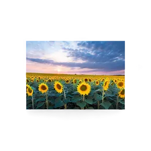 Sunflower Field At Dusk Photo PNG Uaf83