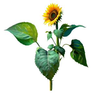 Sunflower Field PNG Hsn25