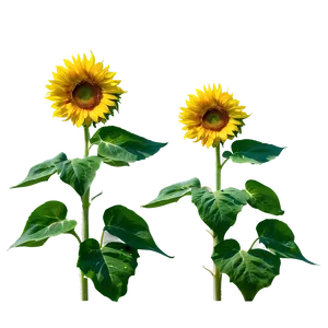 Sunflower Field Sunrise PNG 05252024