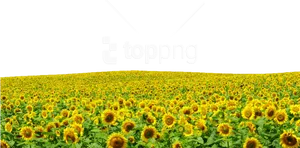 Sunflower Fieldwith Logo Overlay PNG image