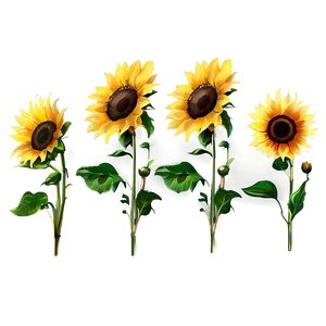 Sunflower Garden PNG 05032024