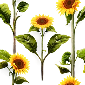 Sunflower Garden PNG 05032024