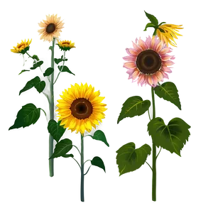 Sunflower Garden PNG 25