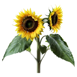 Sunflower Head PNG Xti