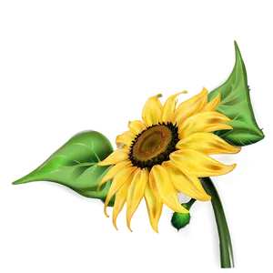 Sunflower Head PNG Yyv
