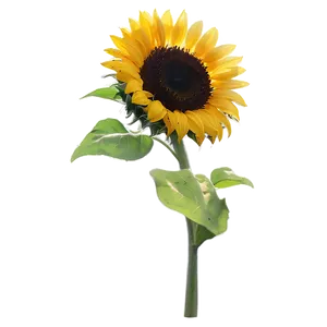 Sunflower Head Silhouette PNG Htx44 PNG