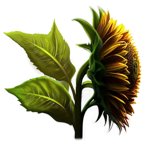Sunflower Head Silhouette PNG Voh78 PNG