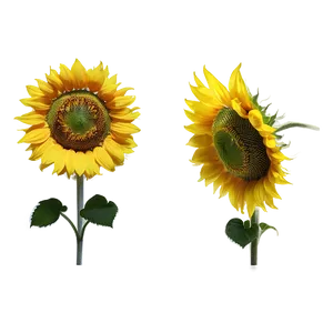 Sunflower Head Transparent PNG 05262024