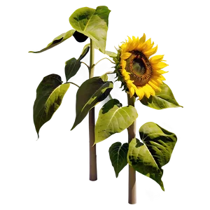 Sunflower Head Transparent PNG 74 PNG