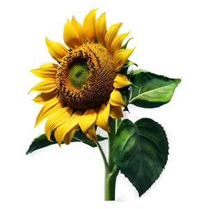 Sunflower Icon PNG 05032024