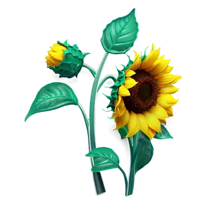 Sunflower Illustration PNG 05032024