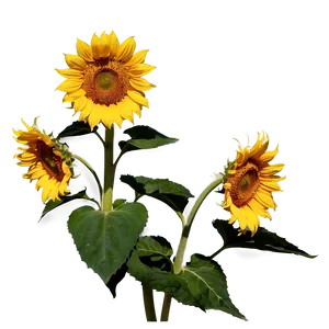 Sunflower In Field Png 05032024 PNG image