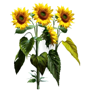Sunflower In Field PNG Ipk20 PNG