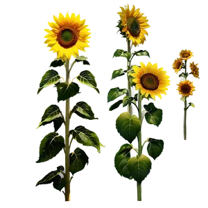 Sunflower In Field Png Vmv PNG image