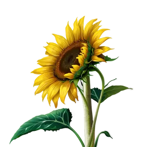 Sunflower In Field PNG Wuq PNG