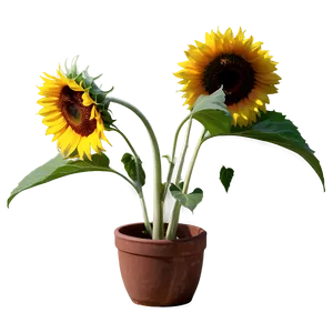 Sunflower In Pot Png 27 PNG image