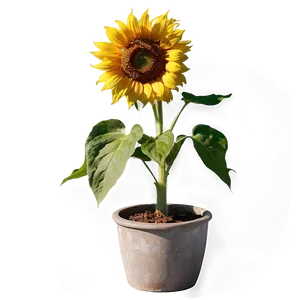 Sunflower In Pot PNG 36 PNG