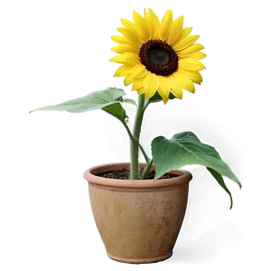 Sunflower In Pot Png Nfs PNG image