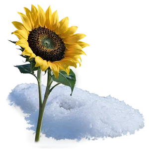 Sunflower In Snow PNG Mro PNG