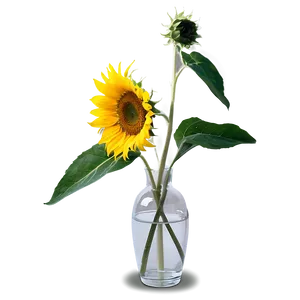Sunflower In Vase PNG Pjl PNG