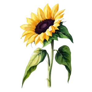 Sunflower In Watercolor Style PNG 06272024