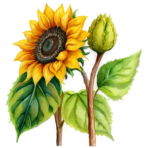 Sunflower In Watercolor Style Png 06272024 PNG image