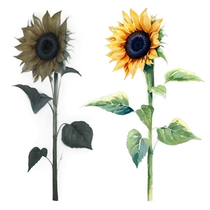 Sunflower In Watercolor Style PNG 16