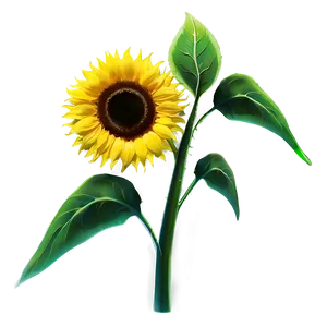 Sunflower In Wind PNG 39 PNG