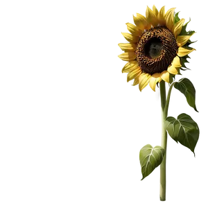 Sunflower In Wind PNG Bho PNG