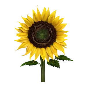 Sunflower Outline Transparent Png Cdn PNG image