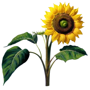 Sunflower Pattern PNG Qfy54
