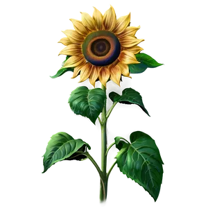 Sunflower Pattern Seamless PNG 05252024