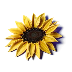 Sunflower Petals Macro PNG 05252024 PNG