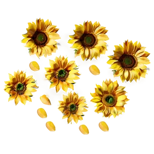 Sunflower Petals Transparent Png Tuy PNG image