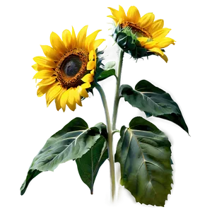 Sunflower Quotes Png 05032024 PNG image
