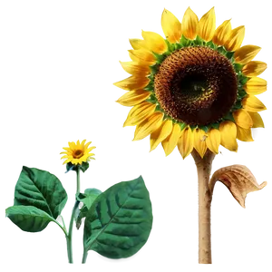 Sunflower Quotes Png 54 PNG image