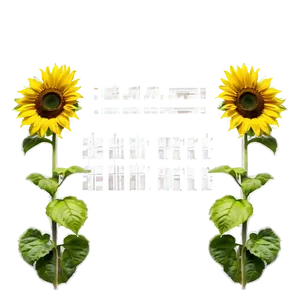 Sunflower Quotes PNG Amr PNG