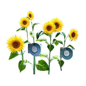 Sunflower Quotes PNG Tuf76 PNG