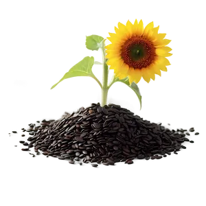 Sunflower Seedling PNG 52 PNG