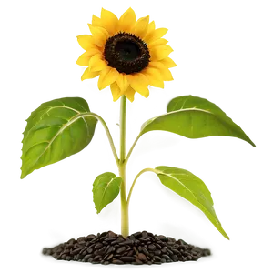 Sunflower Seedling PNG Veq PNG