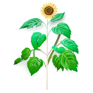 Sunflower Seedling PNG Ykk35 PNG