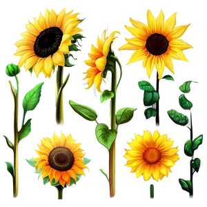 "sunflower Serenade: Bright Flower PNG" B