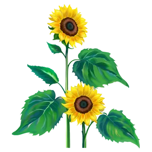 "sunflower Serenade: Bright Flower PNG" C