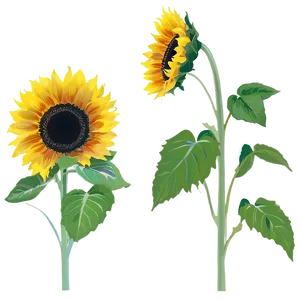 Sunflower Silhouette PNG 05032024