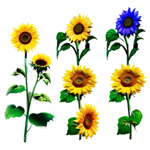 Sunflower Sketch PNG 05032024
