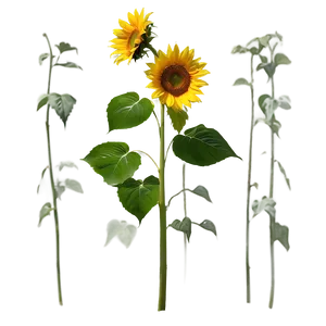 Sunflower Summer Wallpaper PNG 51