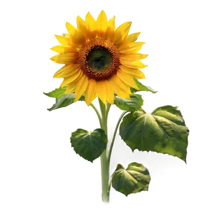 Sunflower Sunset Background Png 05032024 PNG image
