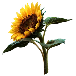 Sunflower Sunset Silhouette PNG Rma PNG