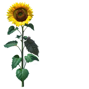 Sunflower Sunshine Png Eyk99 PNG image