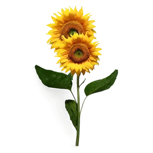 Sunflower Sunshine Png Mxx PNG image